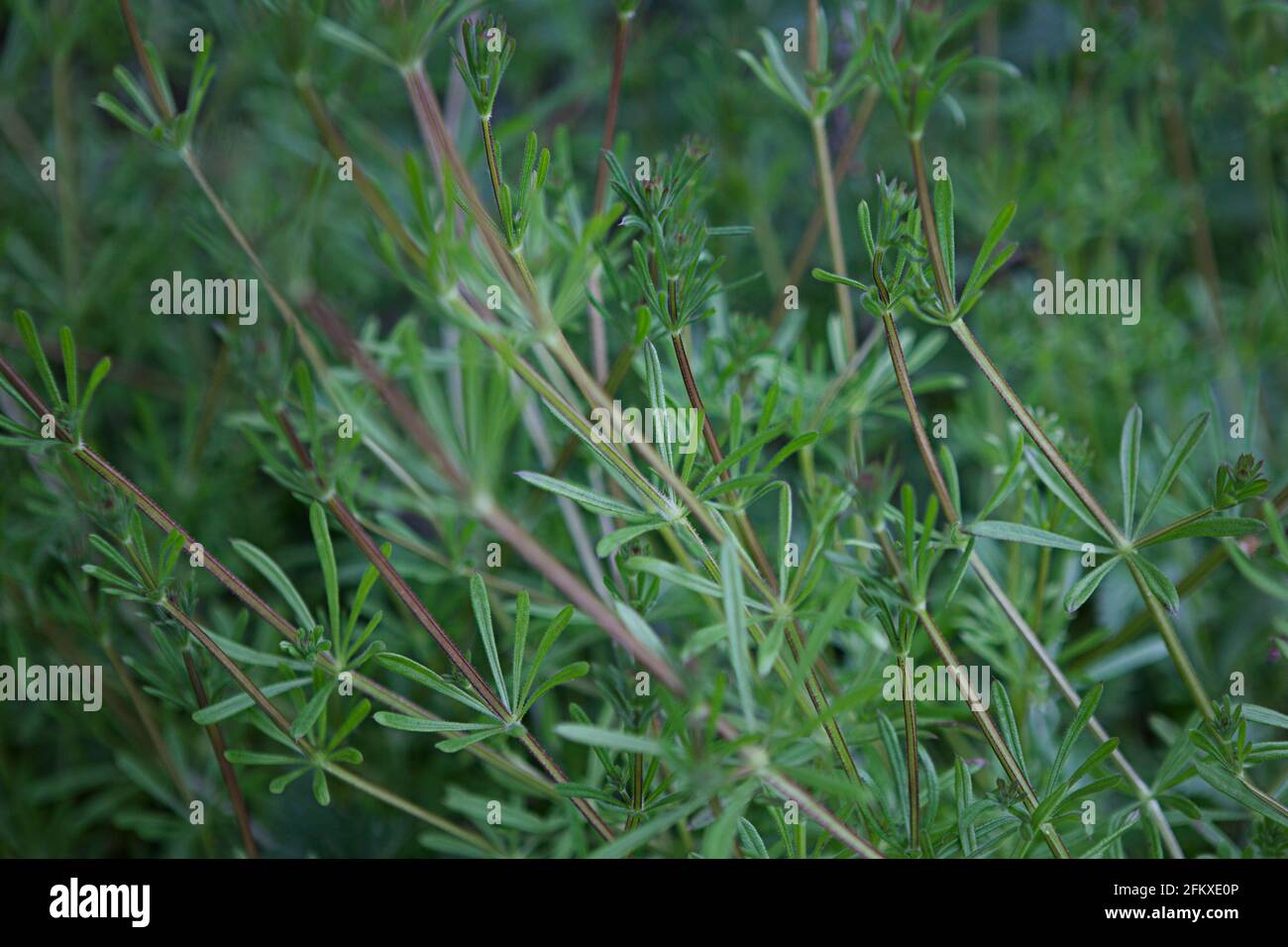 Galium aparine, cleavers, bedstraw, goosegrass, catchweed, stickweed, hitchhikers, sticky bob, stickyback, robin-run-the-hedge, sticky willy Stock Photo