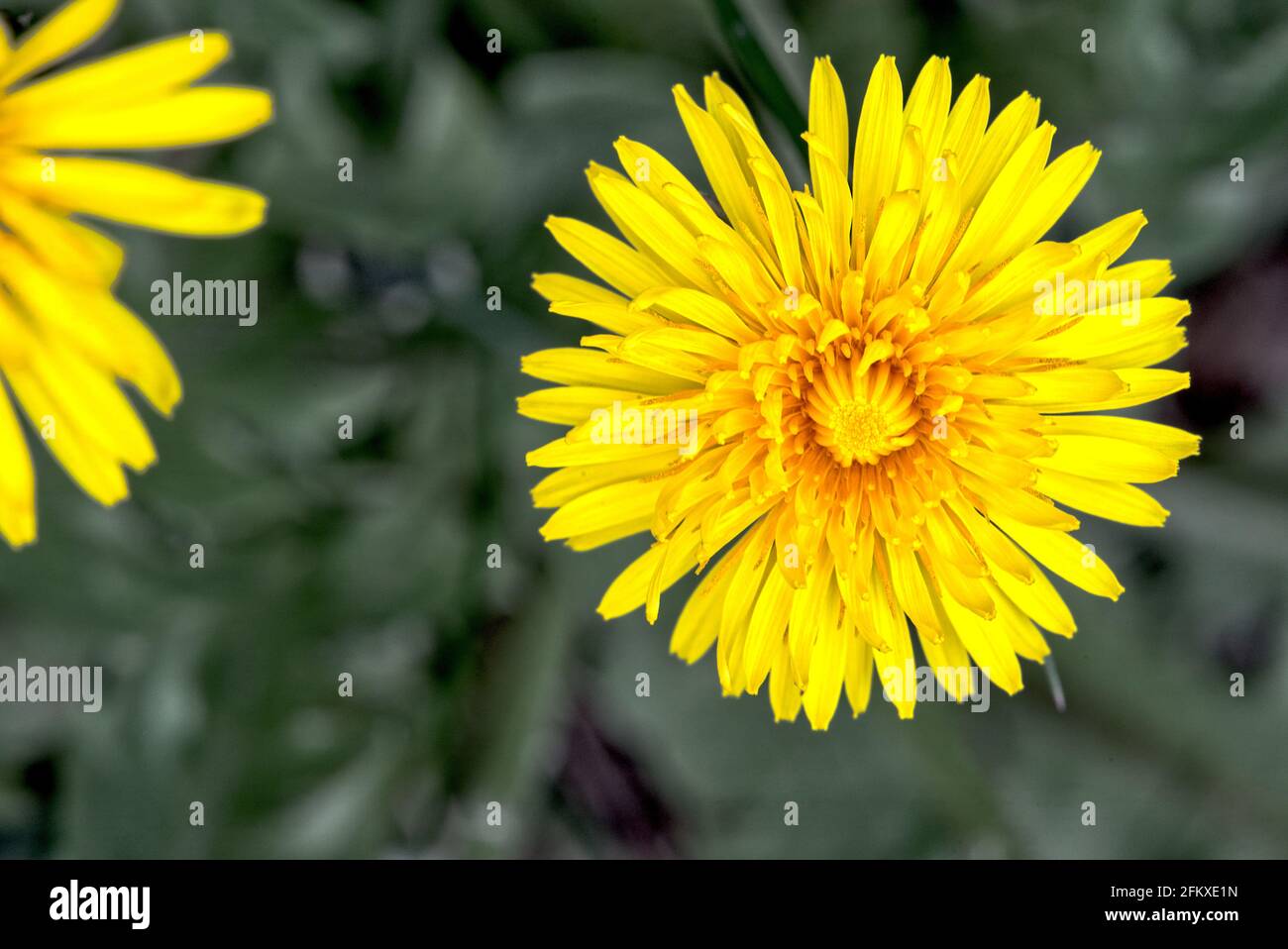 Flower of dandelion, vertical from above Stock Photo