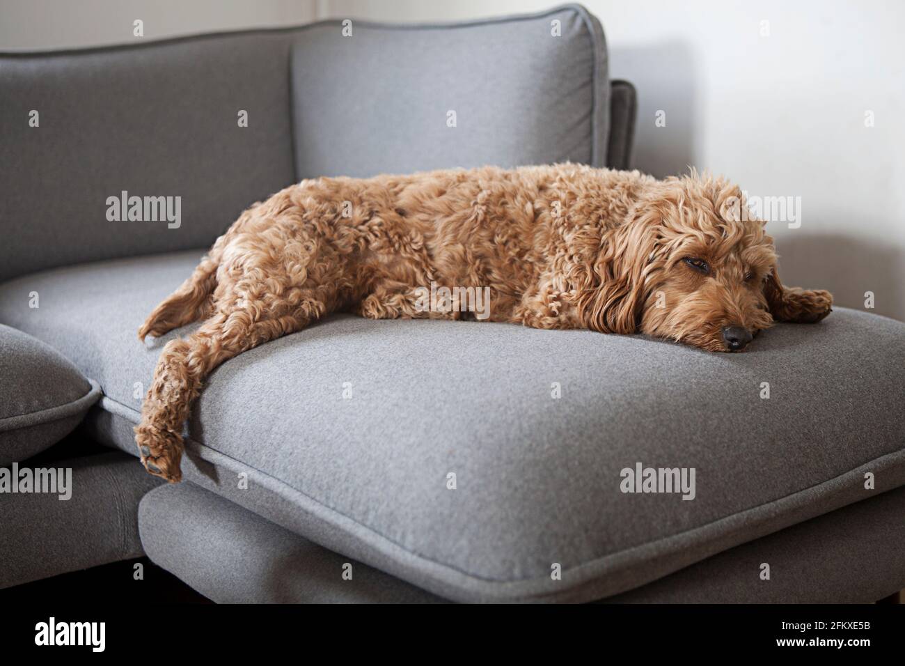 A red/brown cockapoo (cockerpoo, poodle-cross) dog lying stretched out, relaxed, resting on couch Stock Photo