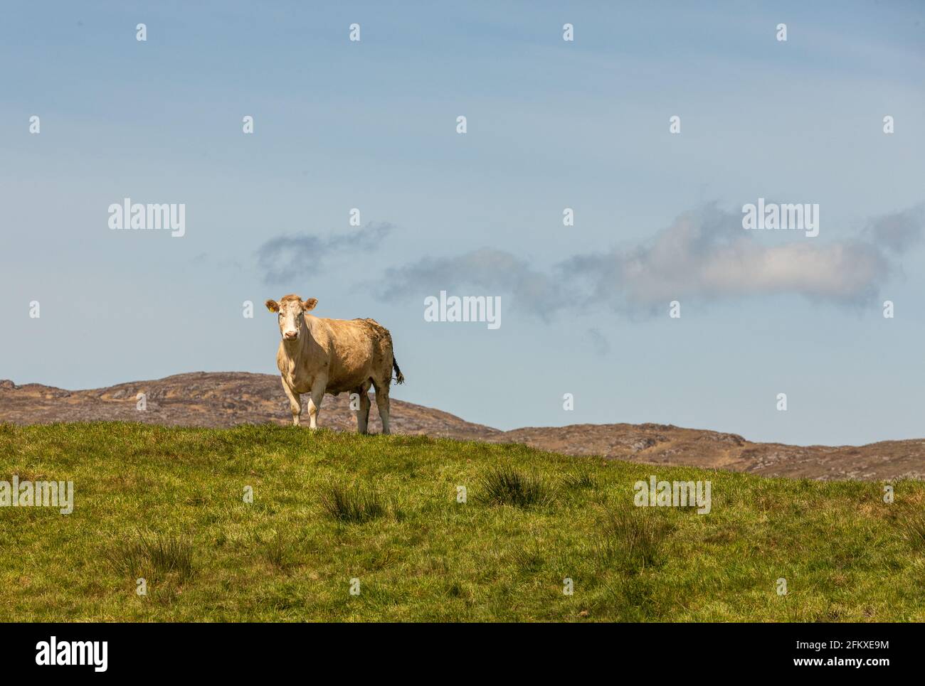 Goleen, West Cork, Ireland. 02nd May, 2021. A Charolais cross cow takes a break from grazing on a hill top outside Goleen in West Cork, Ireland. - Cre Stock Photo