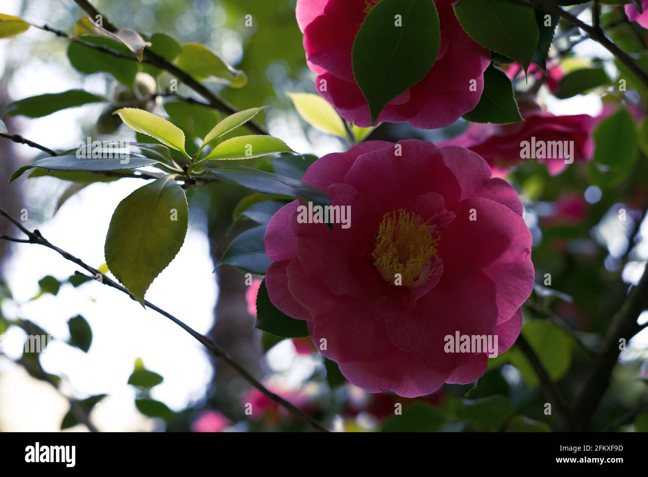 Beautiful shot of a pink rose growing in a garden Stock Photo - Alamy