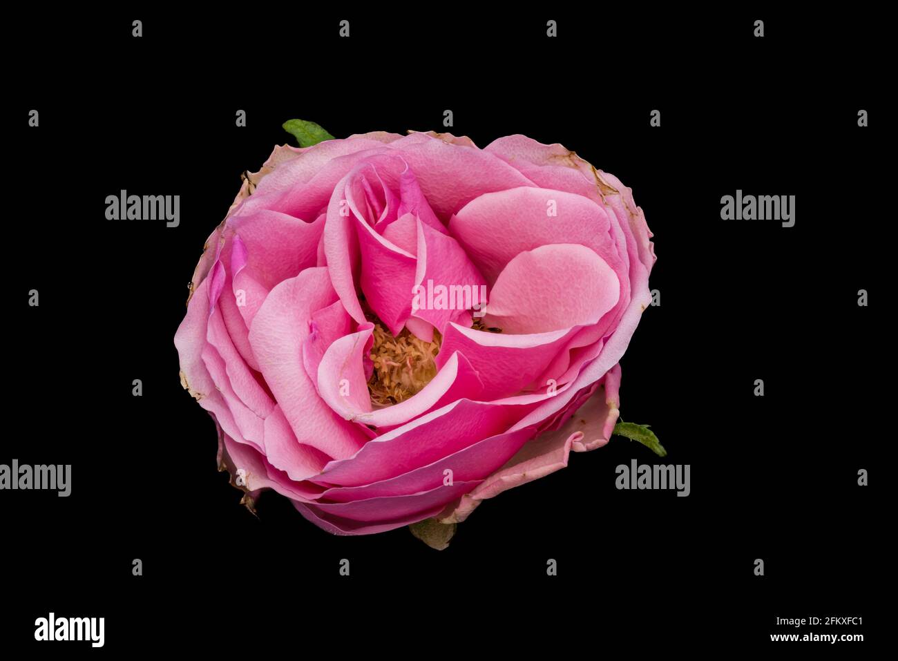 Isolated pink rose blossom macro on black backgrounnd in vintage painting style Stock Photo