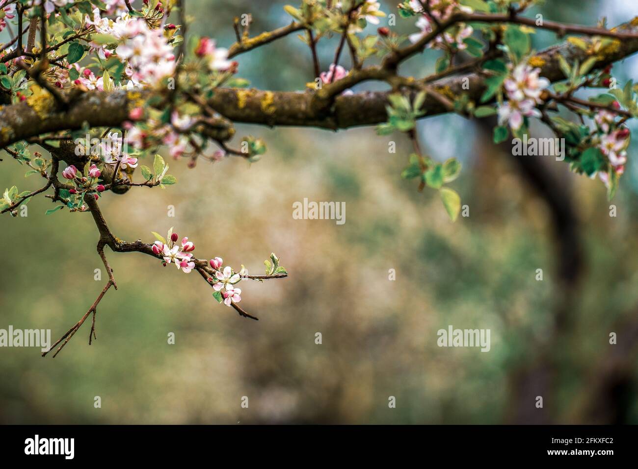 Colorful apple tree blossoms in the orchard Stock Photo - Alamy