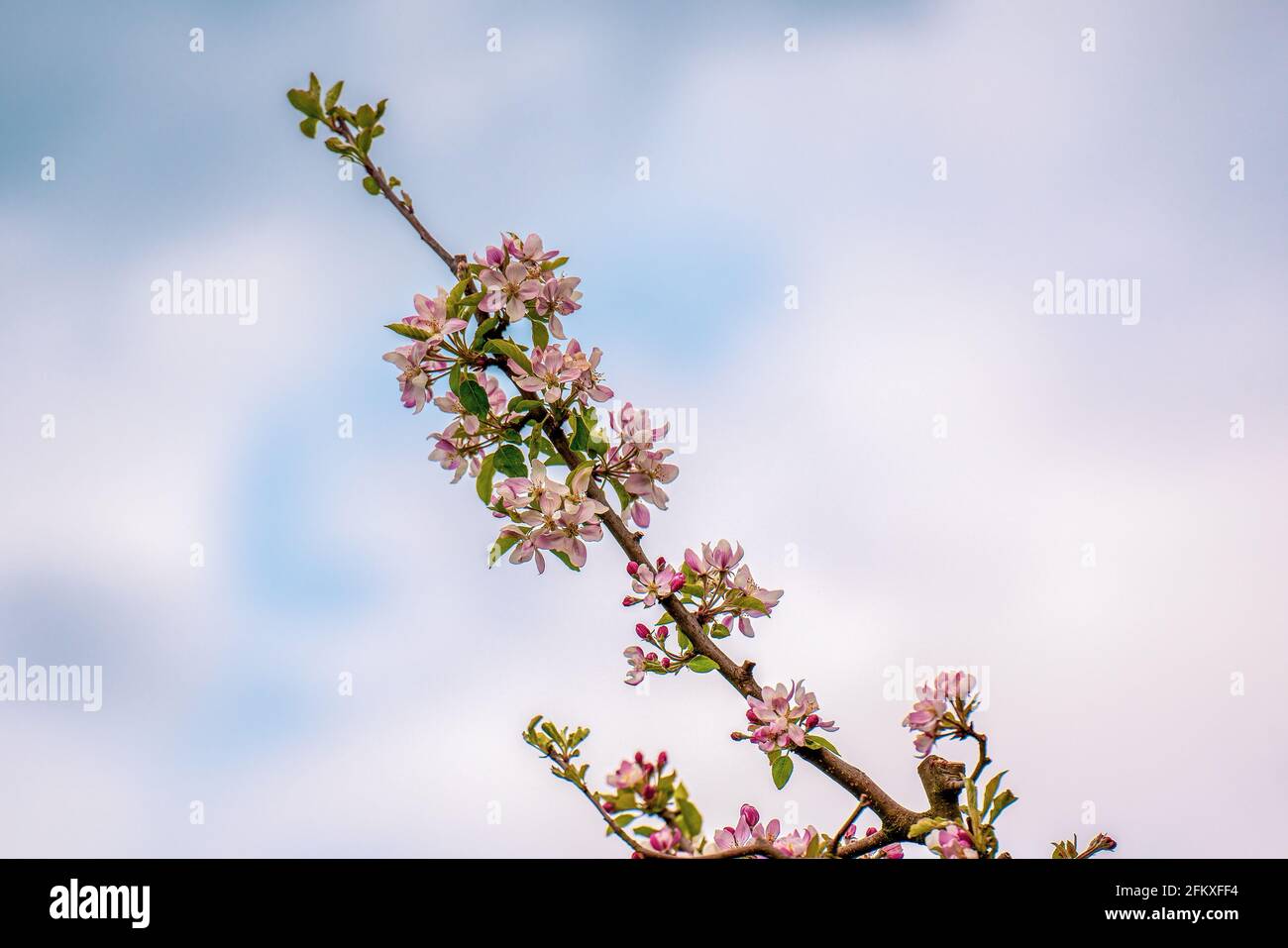 Colorful apple tree blossoms in the orchard Stock Photo - Alamy