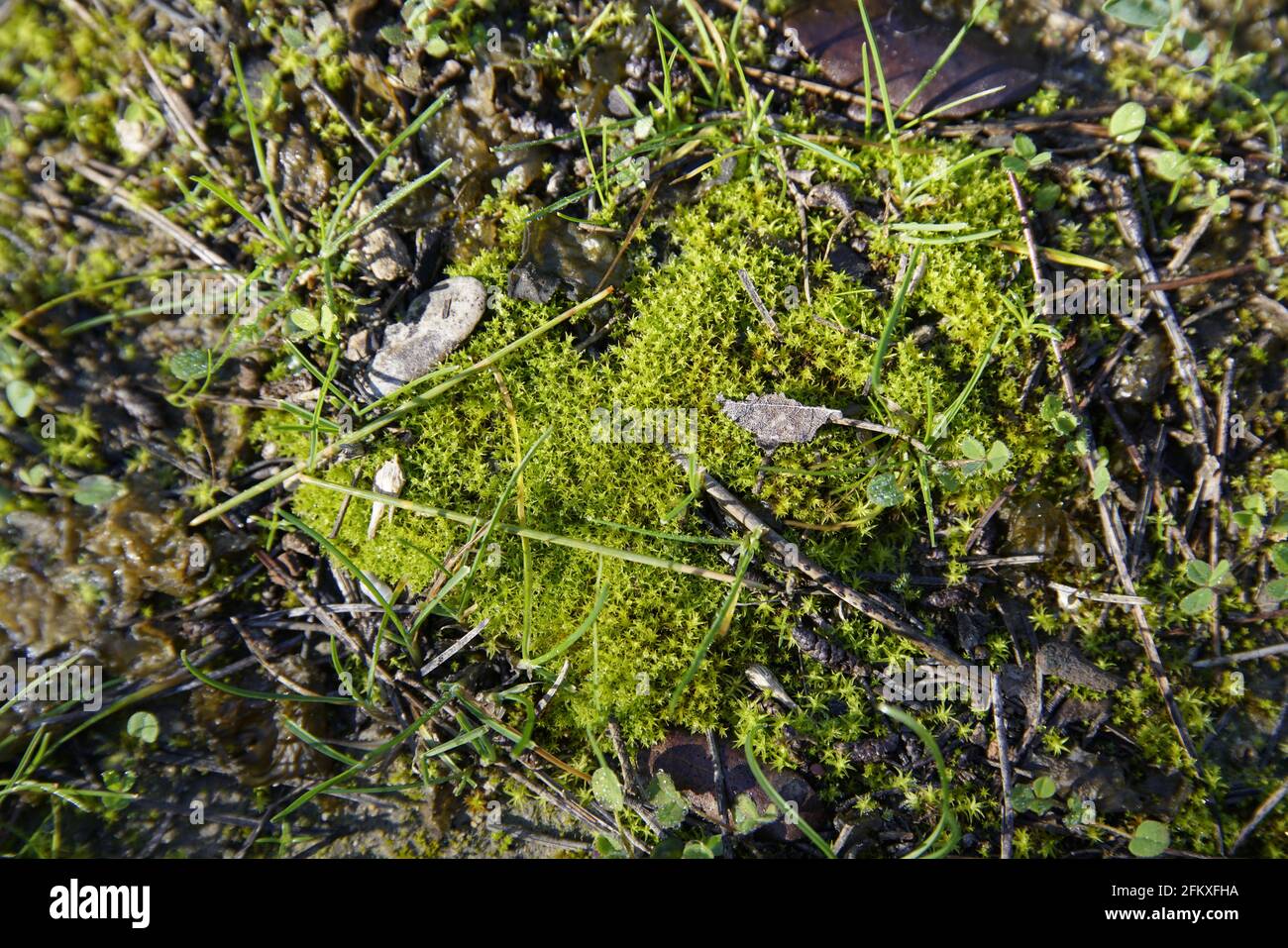 Closeup of Herniary breastwort (Herniaria glabra) plant Stock Photo