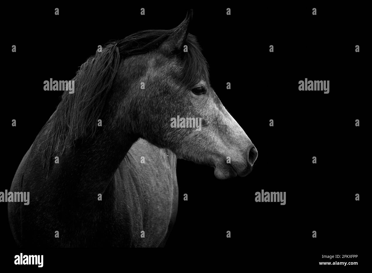 Horse Portrait Isolated On A Black Background Stock Photo Alamy