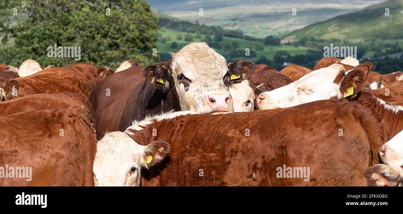 Pedigree Herford bull out in pasture with his herd of cattle. Cumbria, UK. Stock Photo