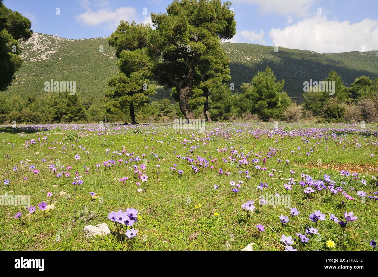 Closeup of colourful flowers on Mount Hymettus in Greece in Spring Stock Photo