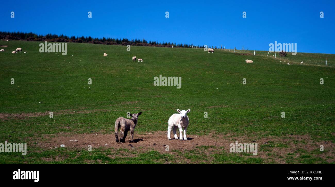 Sheep & lambs grazing on Mount Leinster, County Carlow, Ireland, Europe Stock Photo