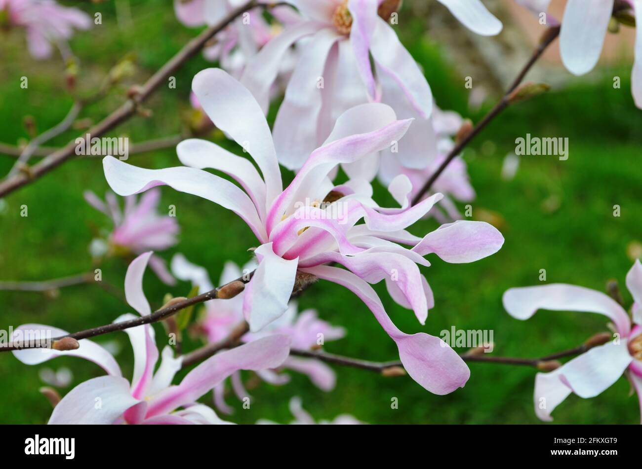 Pink magnolia flowers in garden, closeup. Flowering Magnolia Tree