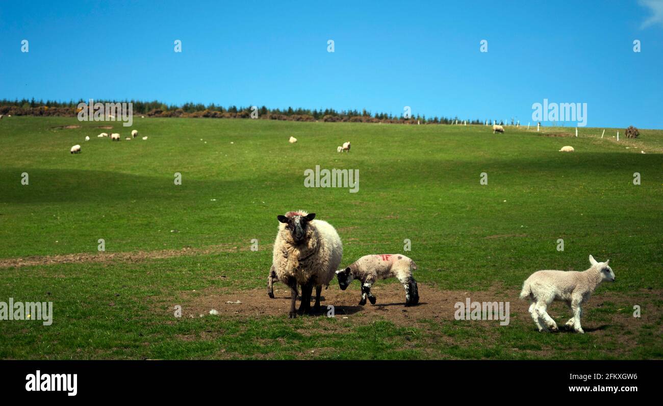 Sheep & lambs grazing on Mount Leinster, County Carlow, Ireland, Europe Stock Photo