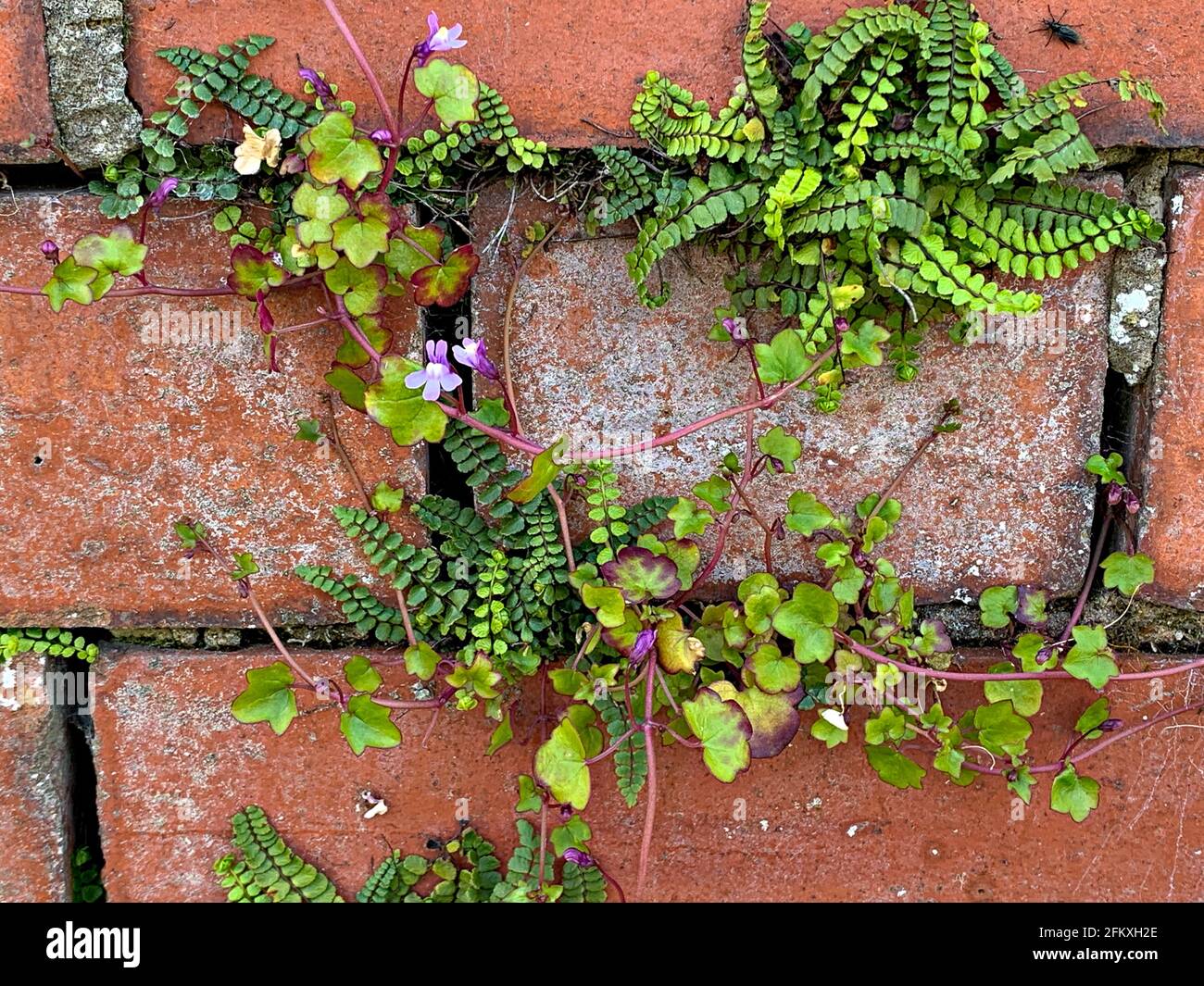 Ivy-leaved toadflax (Cymbalaria muralis) and maidenhair Spleenwort (Asplenium trichomanes) growing in mortar of old brickwork Stock Photo