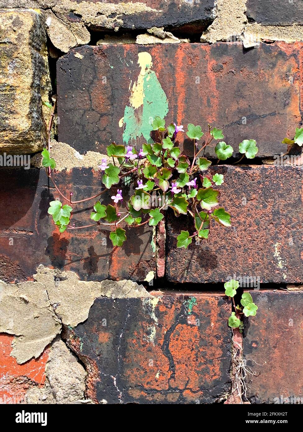 Ivy-leaved toadflax (Cymbalaria muralis) growing in mortar of old brickwork Stock Photo