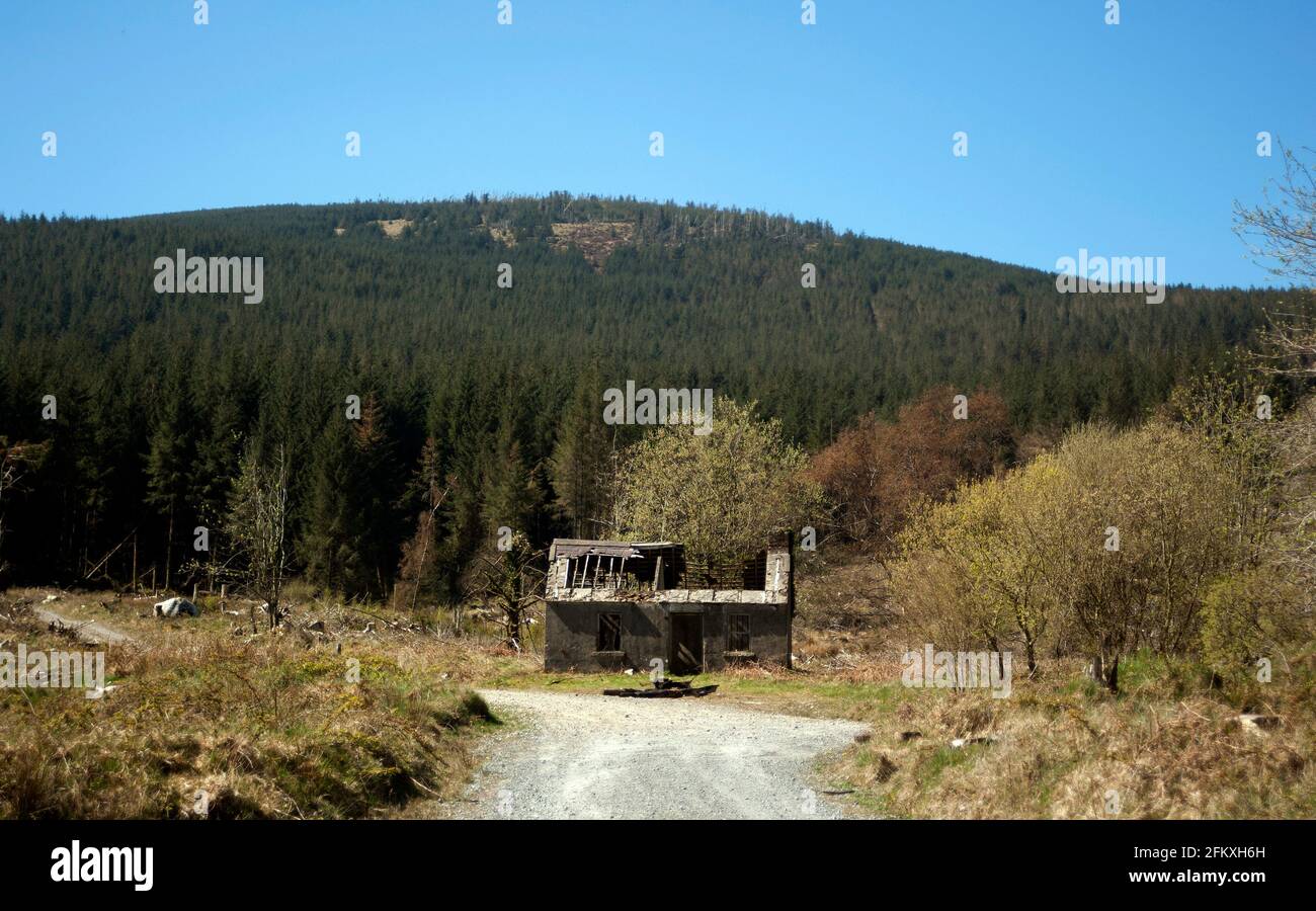 Old dilapidated logging cabin on Mount Leinster, County Carlow, Ireland, Europe Stock Photo