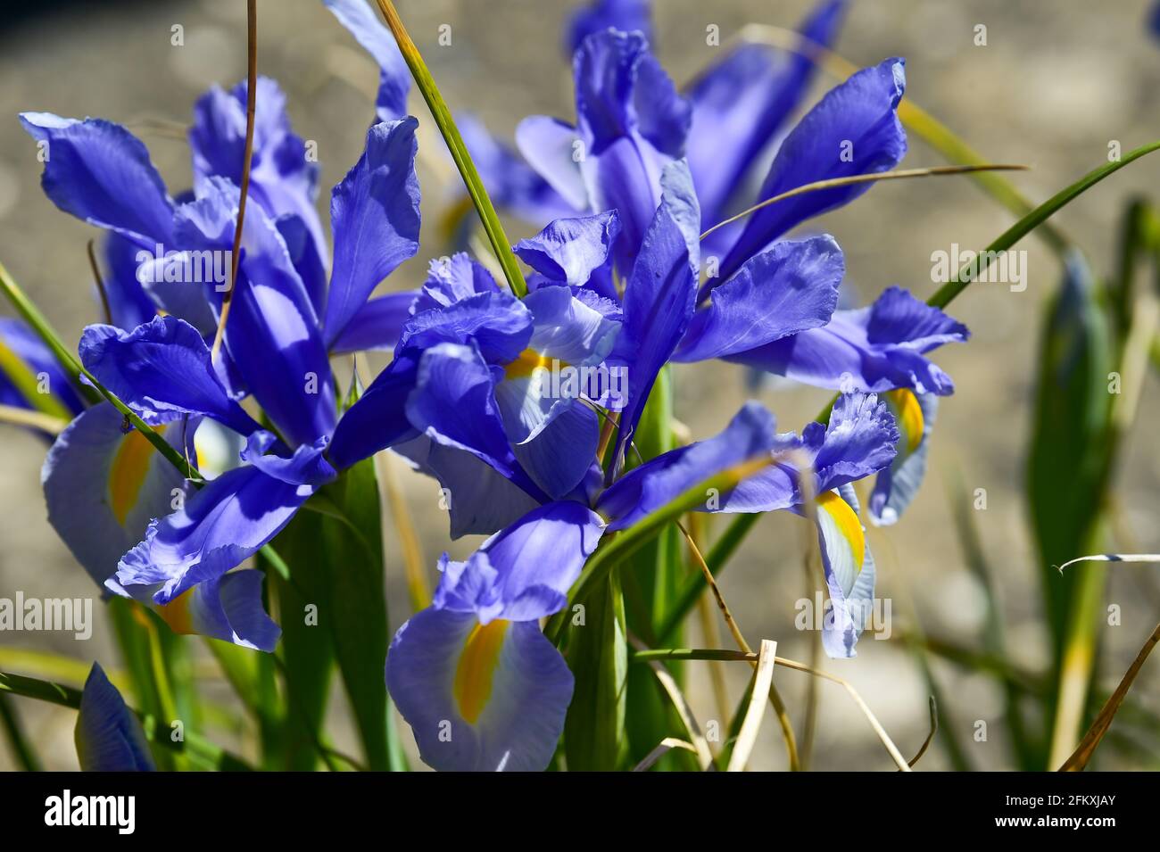 A blue Iris flowering in Spring in the UK -  Iris spuria 'Lucky Devil' Stock Photo