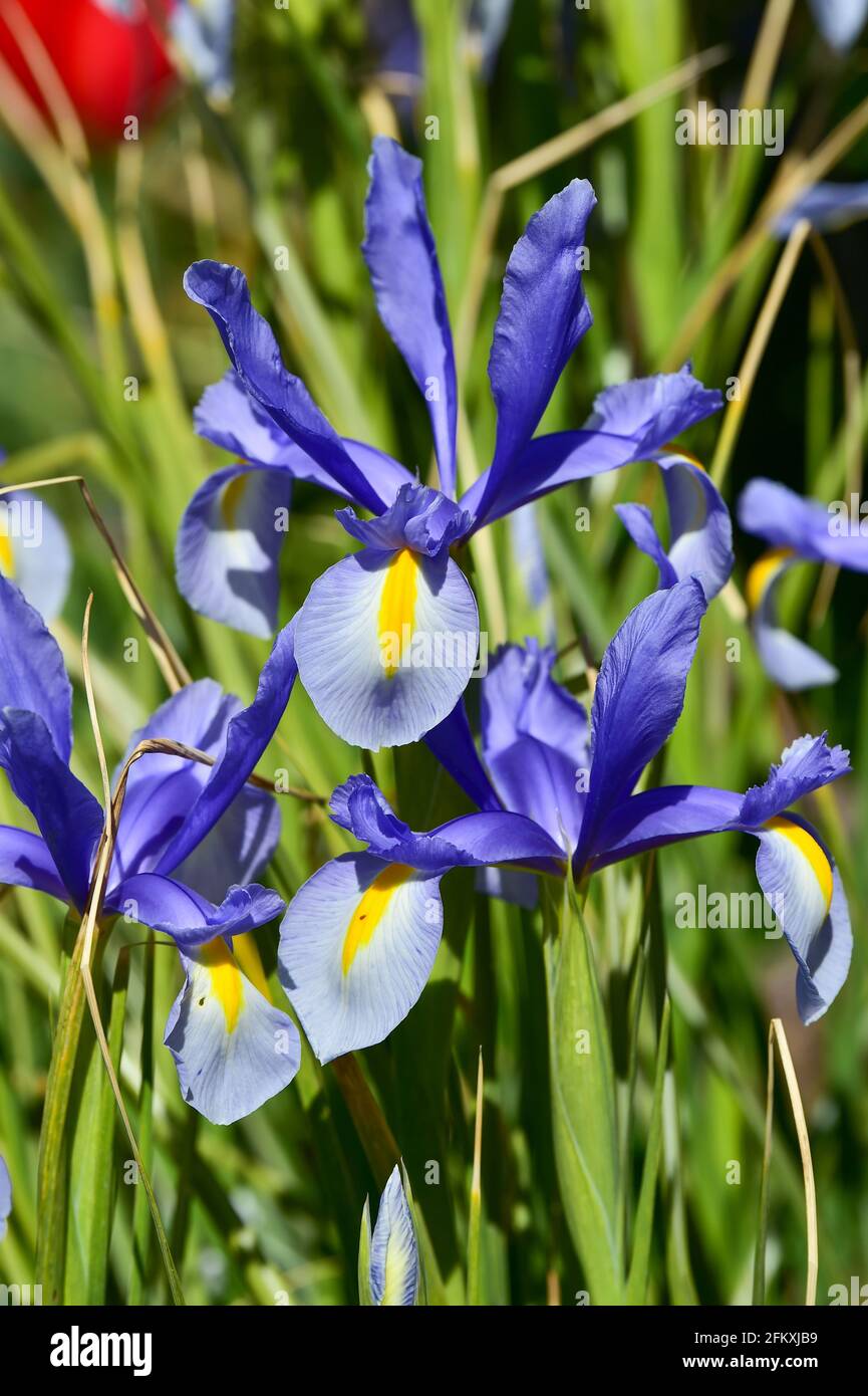A blue Iris flowering in Spring in the UK -  Iris spuria 'Lucky Devil' Stock Photo