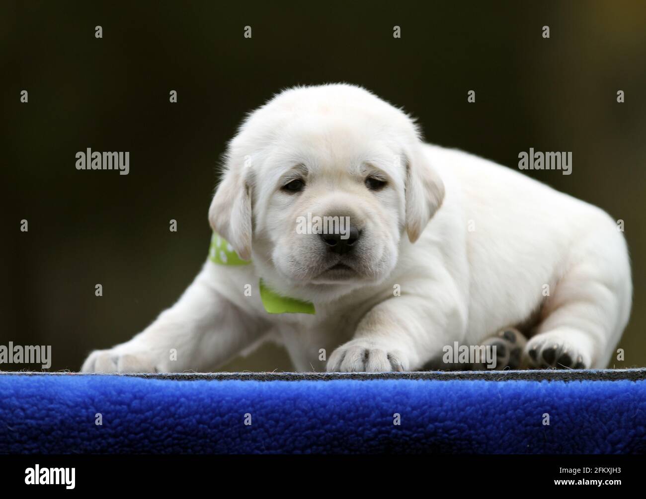 the sweet yellow labrador puppy on the blue background Stock Photo - Alamy