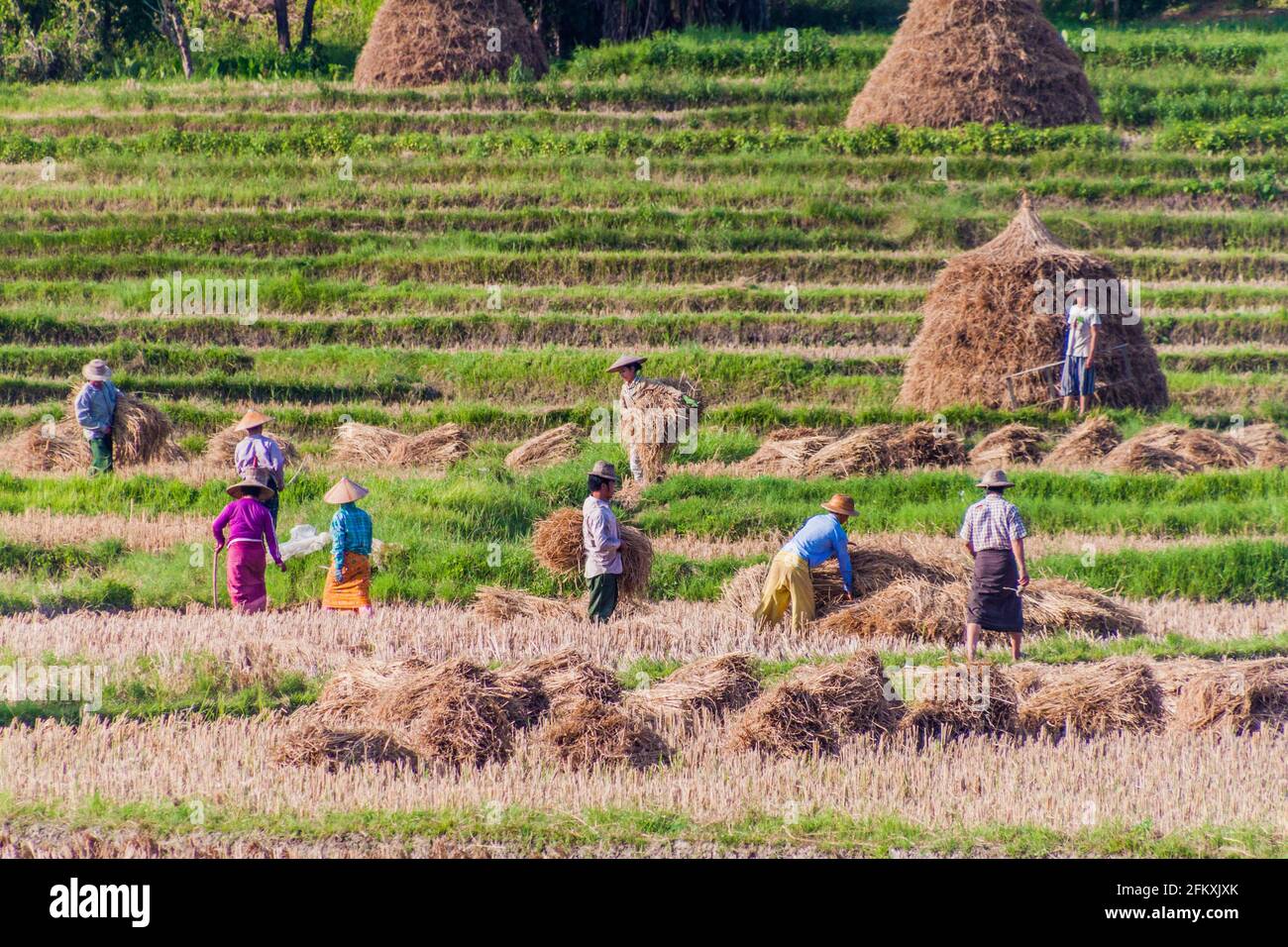 People Picking Rice Harvesting a rice field hi-res stock photography and images - Alamy