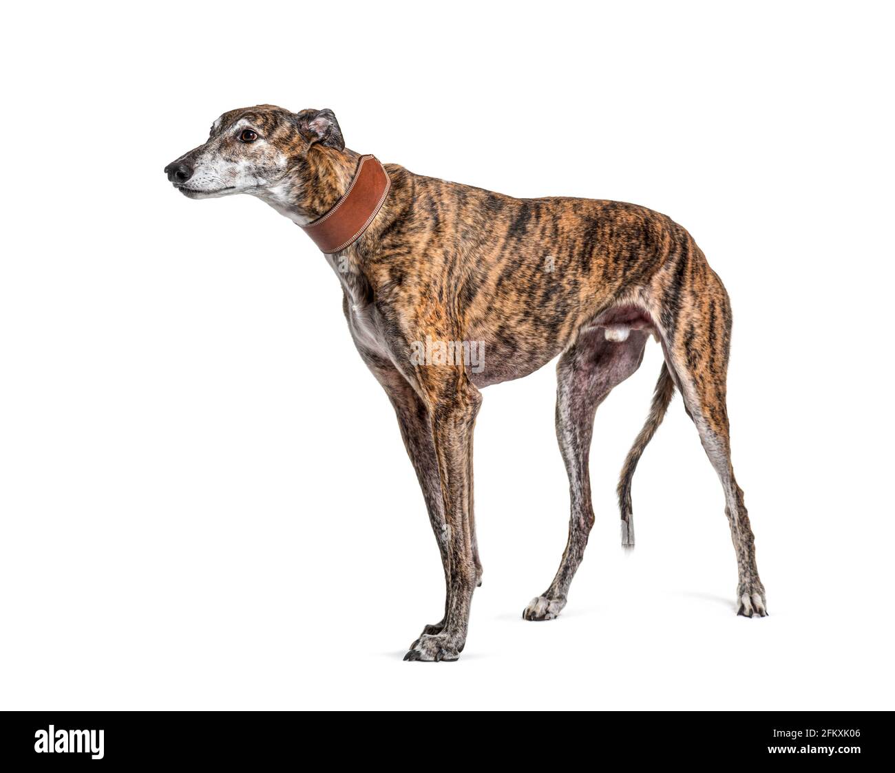 Brown greyhound hi-res stock photography and images - Alamy