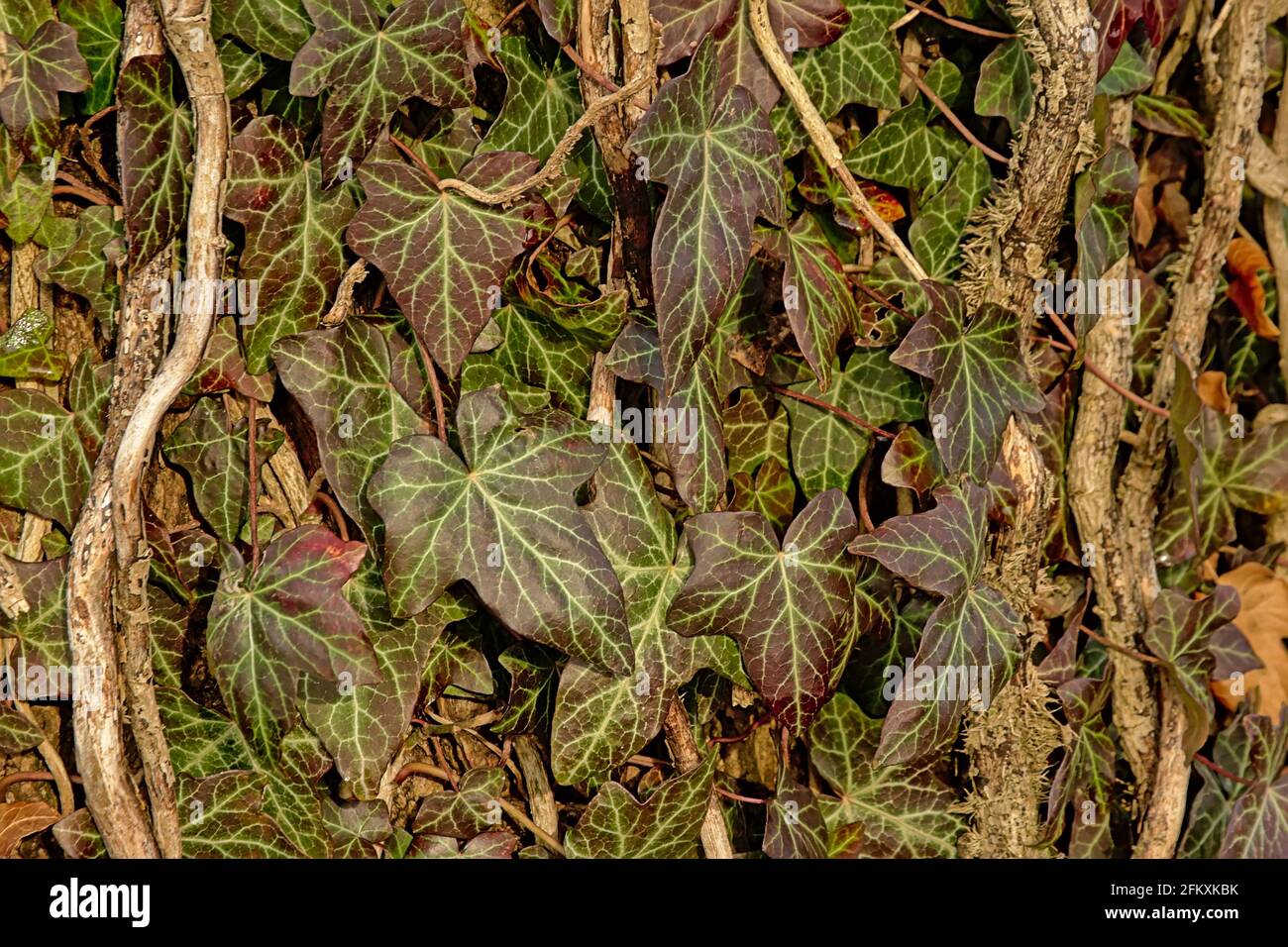 Ivy branches and green leafs closeup, filled frame Hedera Stock Photo Alamy