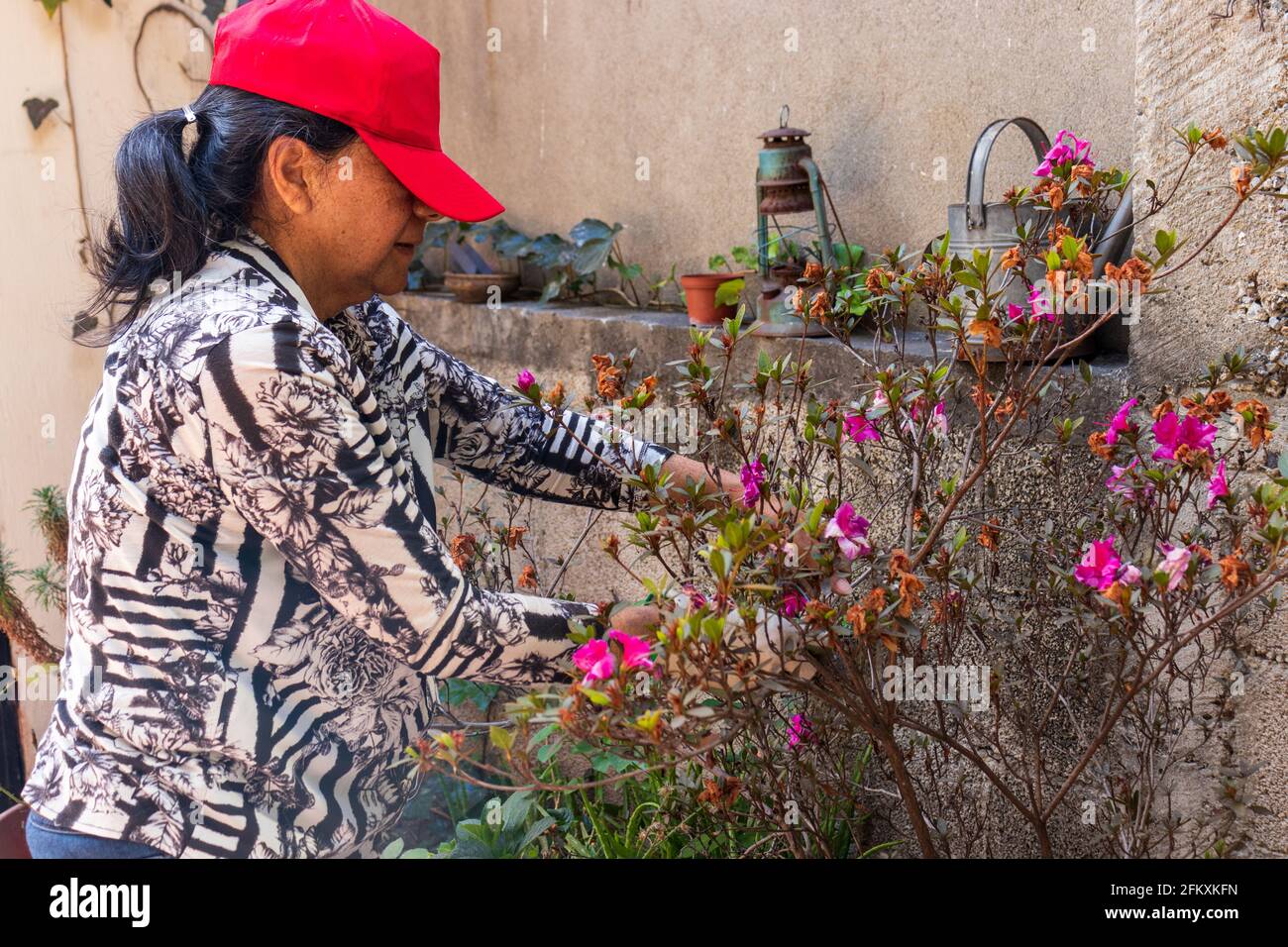 Hispanic woman gardening plants and flowers Stock Photo