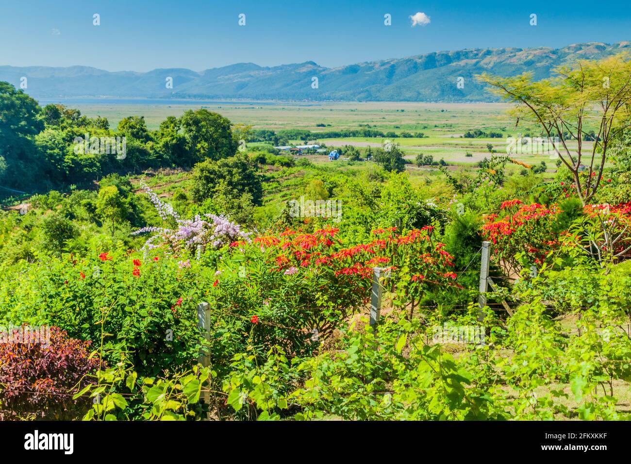 Garden of Red Mountain Estate Vineyards near Inle lake, Myanmar Stock Photo