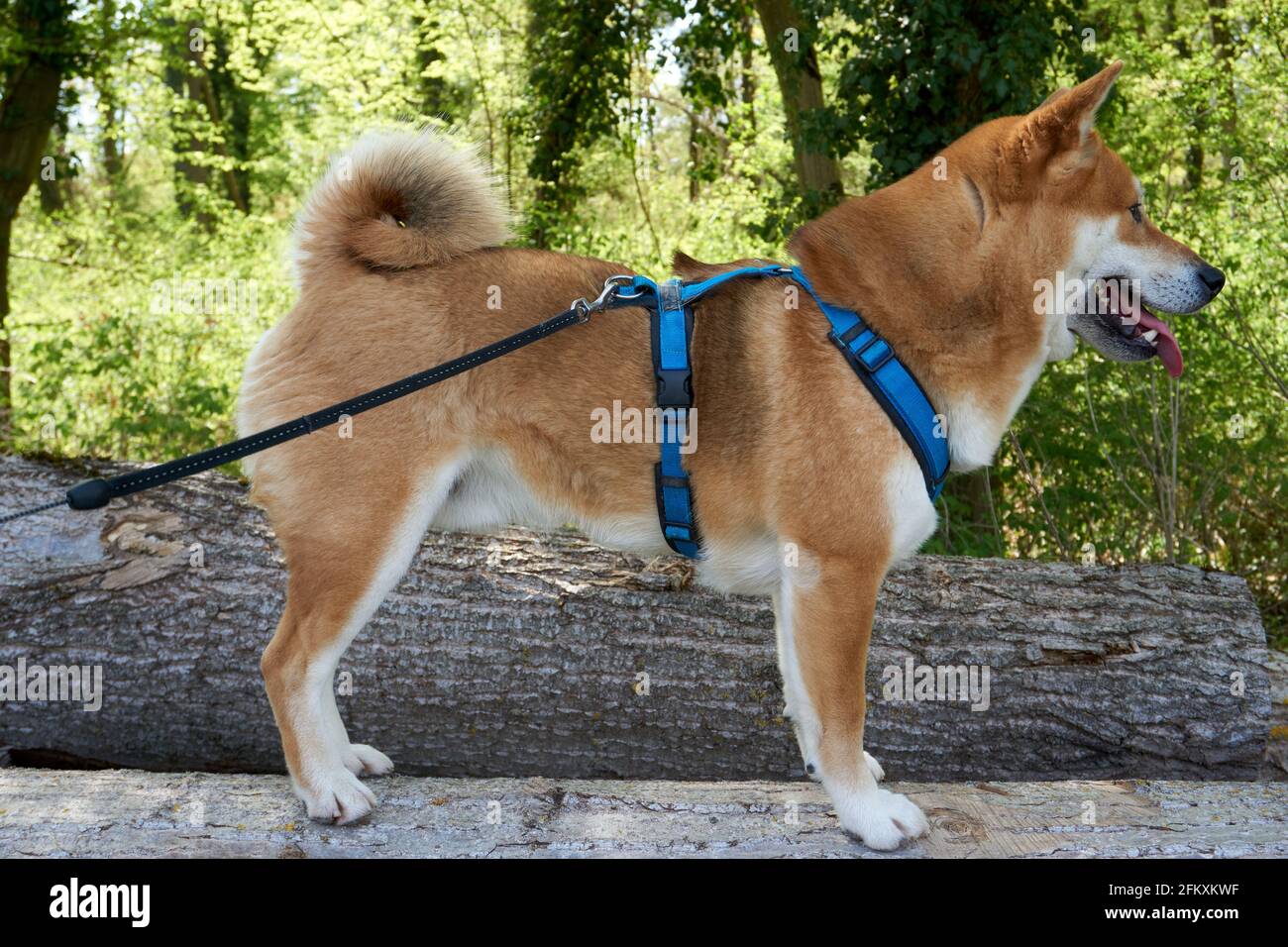 shiba collar