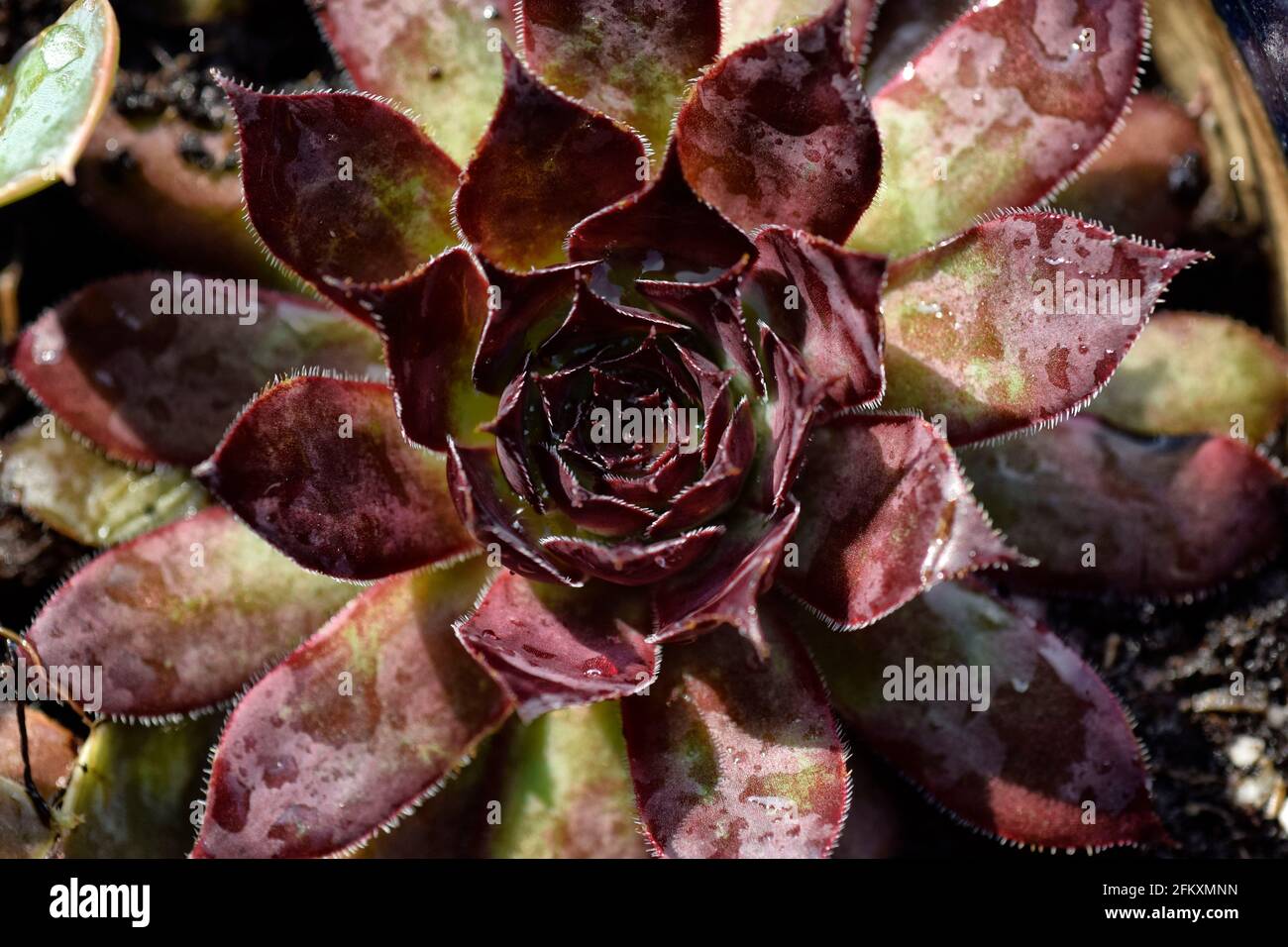 dark red sedum, sempervivum Stock Photo - Alamy