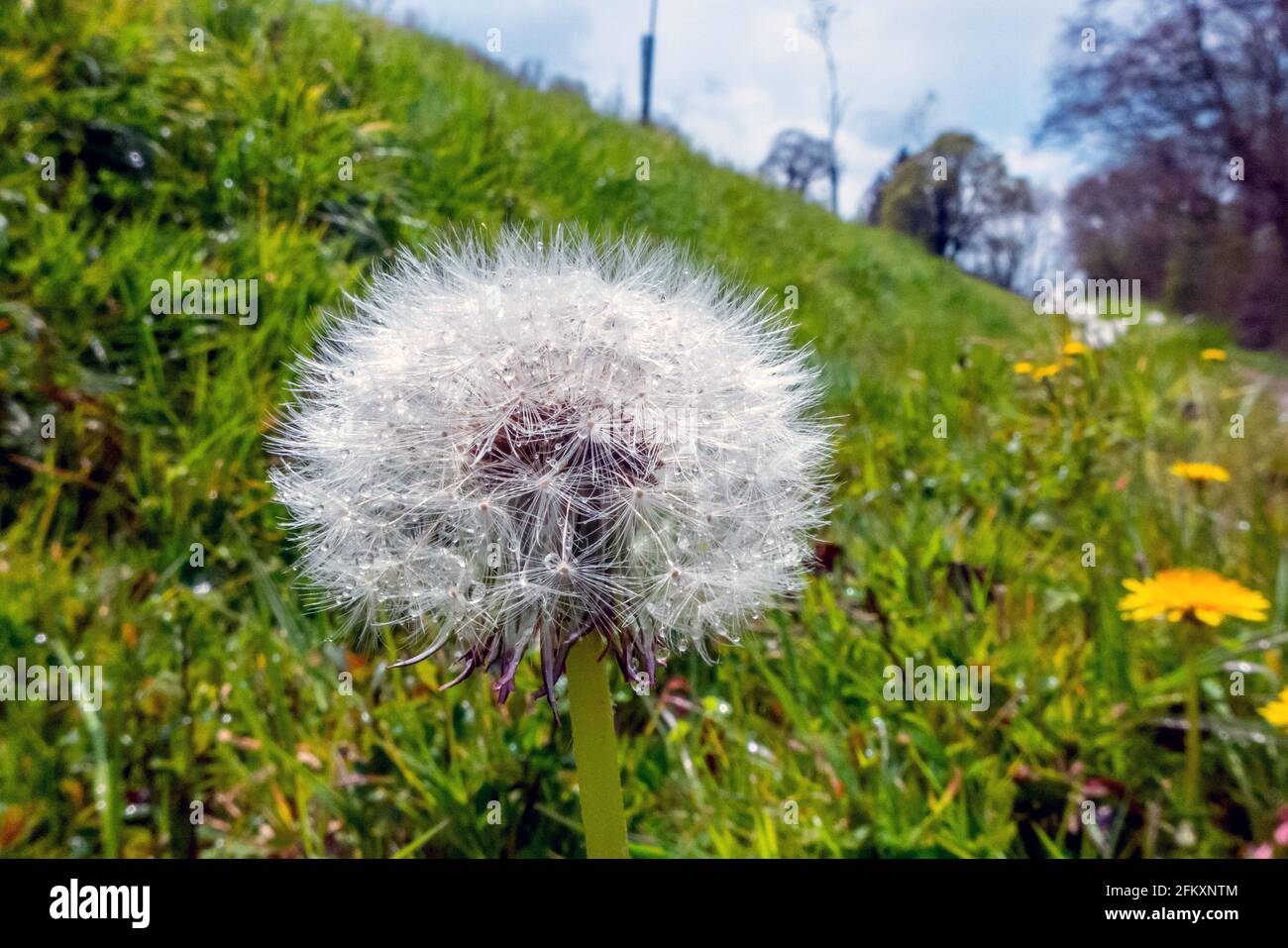 Bodiam, May 2nd 2021: A clock dandelion near the village of Bodiam in East Sussex Stock Photo