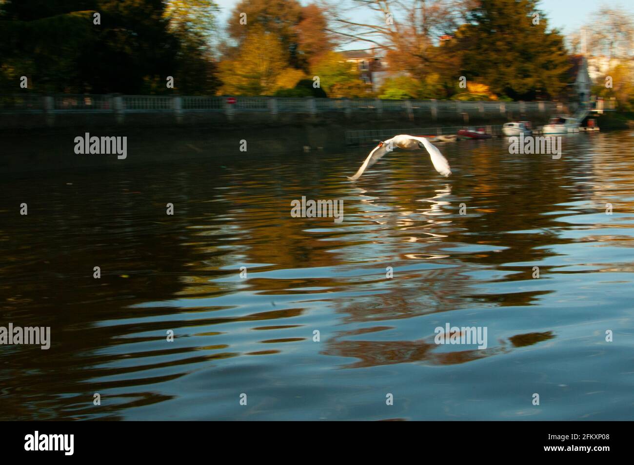 Swan flying over Thames Twickenham Stock Photo