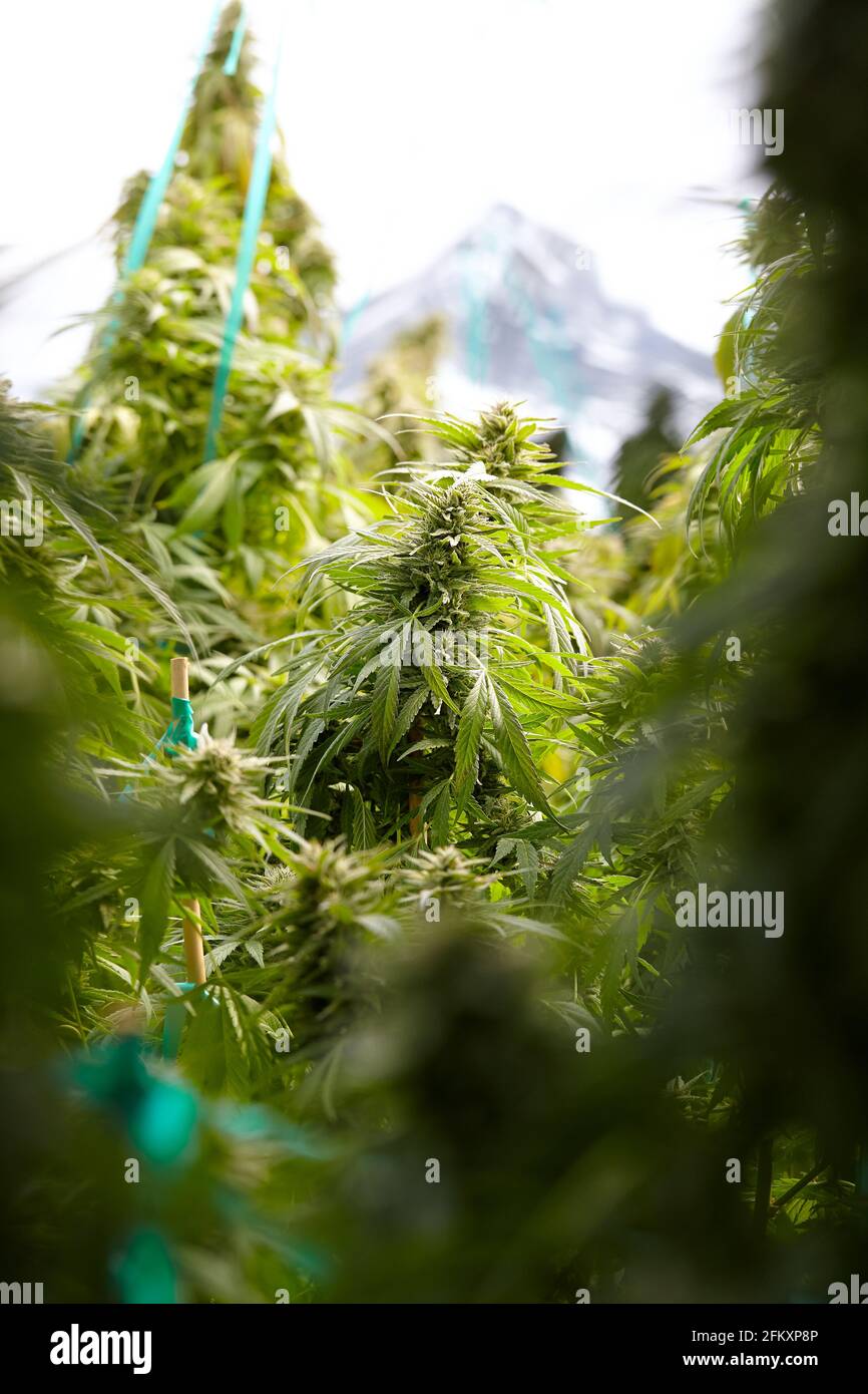 large cola of flowering cannabis strain ak-47 Stock Photo