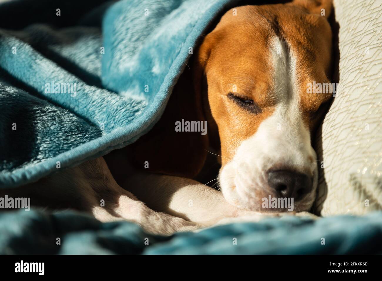 Lazy and sleepy beagle dog under a blue blanket on a bed. Sunny day at home background. Stock Photo