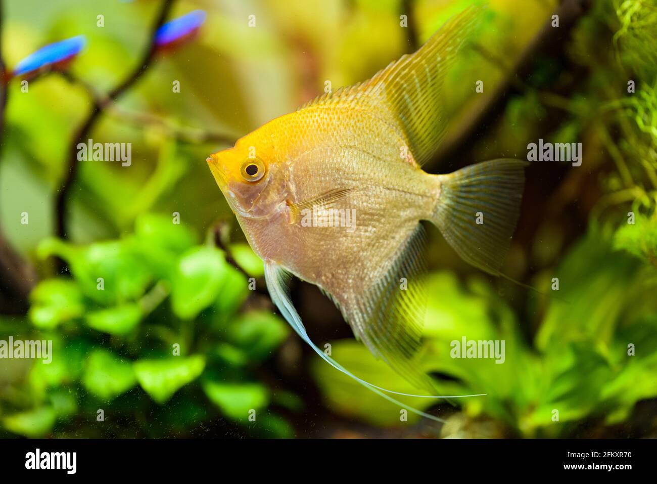 Pterophyllum Scalare in aqarium water, yellow angelfish Stock Photo