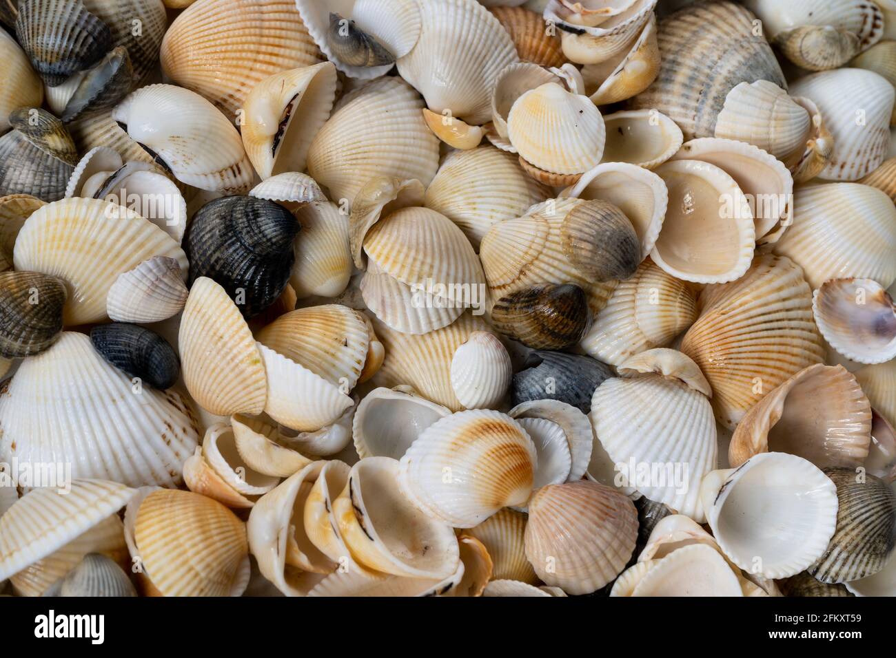 Summer background pattern from seashells. Shell close-up. Ocean coast. Seashells background. Top view. Stock Photo