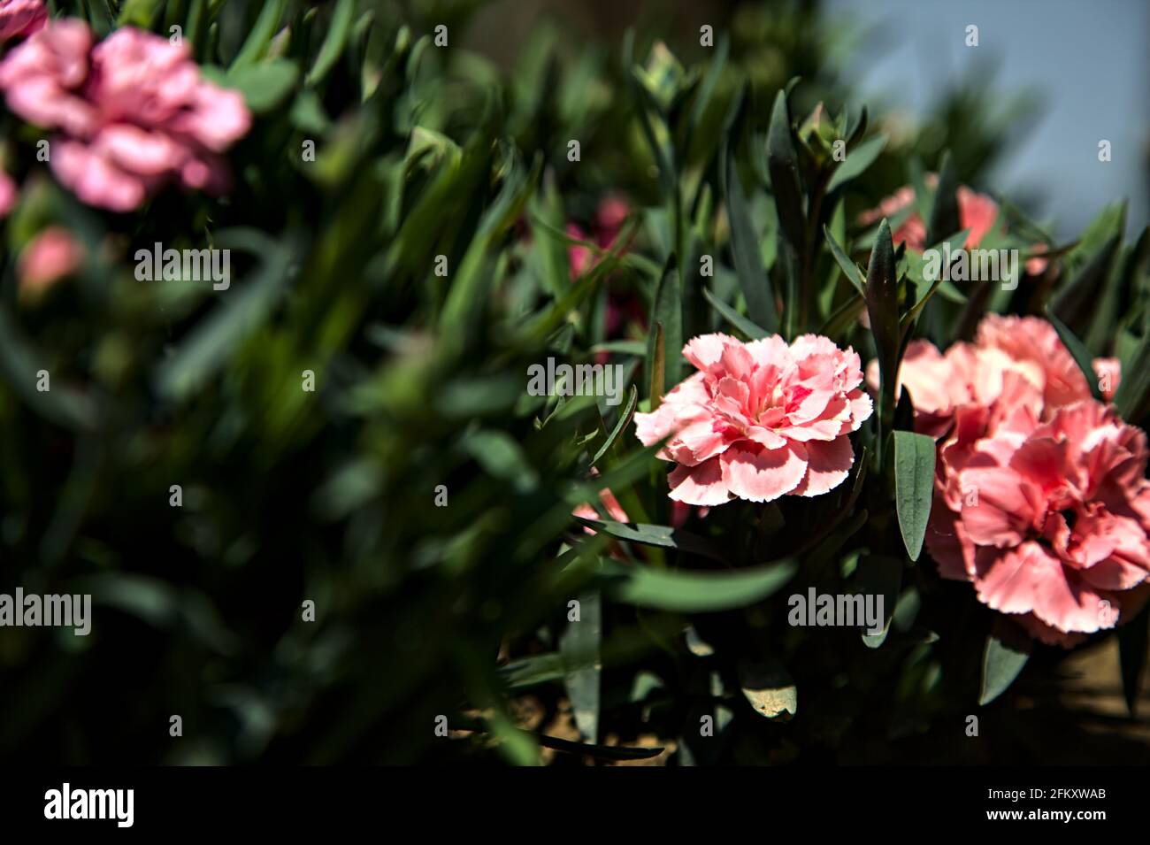 Carnation leaves hires stock photography and images Alamy