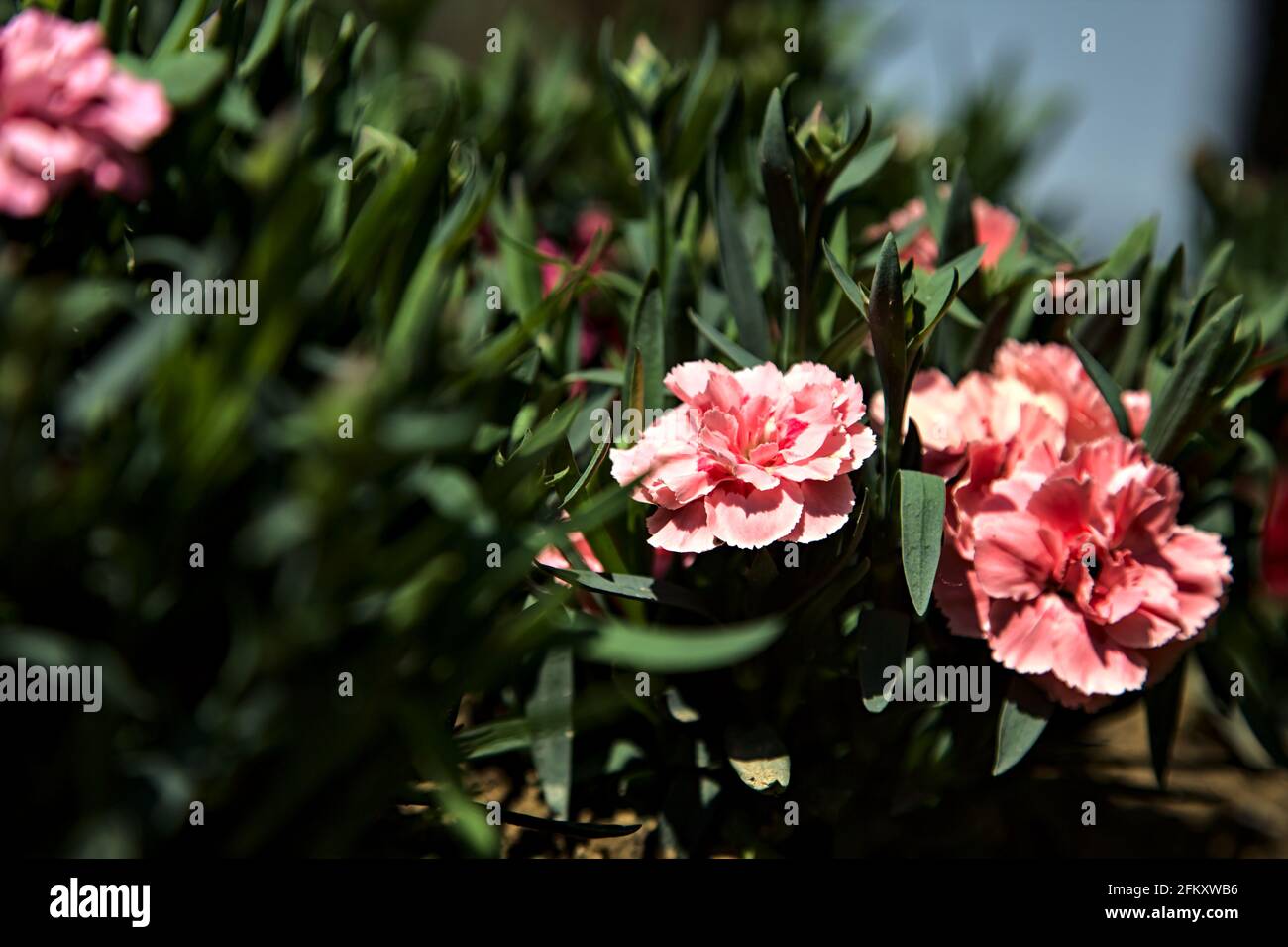 Carnation leaves hires stock photography and images Alamy
