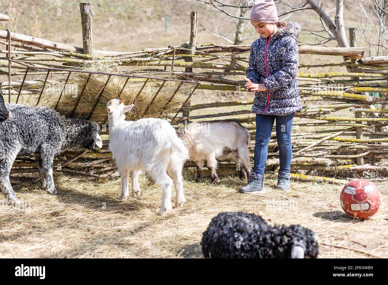 Cute little girl feeding sheep and goats on the farm Stock Photo - Alamy