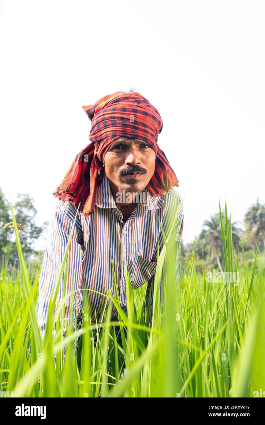 Indian Farmer Working In Rice Field Stock Photo - Alamy