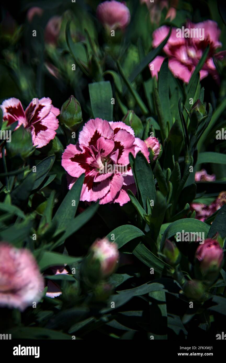 Carnation leaves hires stock photography and images Alamy