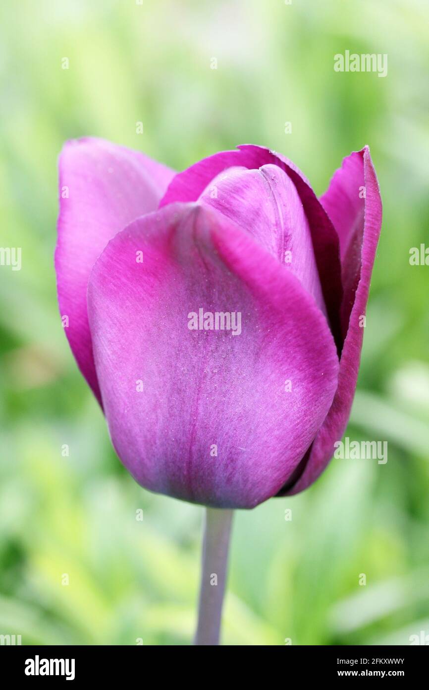 a Close up of a purple flowering tulip Stock Photo