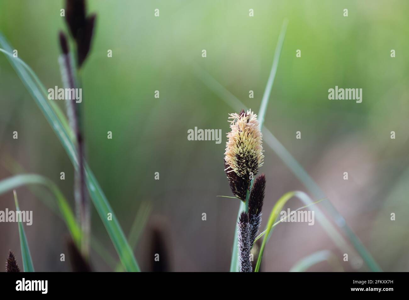 spring lesser pond-sedge (Carex acutiformis) flowers closeup selective focus Stock Photo