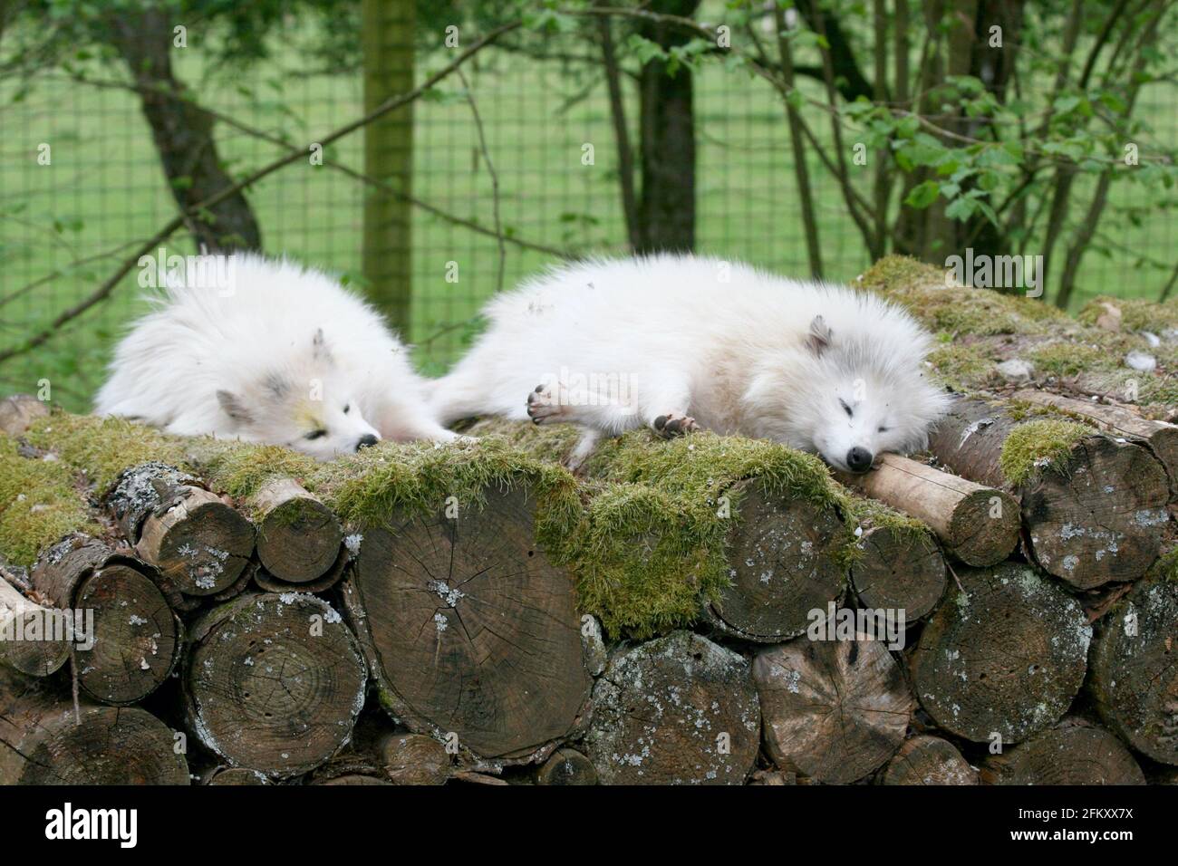 Two arctic fox (Vulpes lagopus) sleeping on a pile of wood Stock Photo