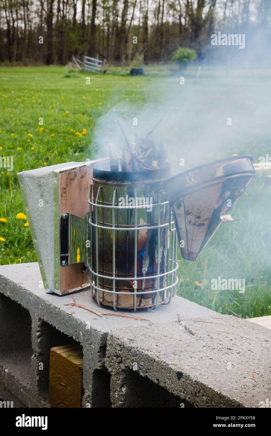 Lit Smoker for Honey Bee Hive Inspection Stock Photo