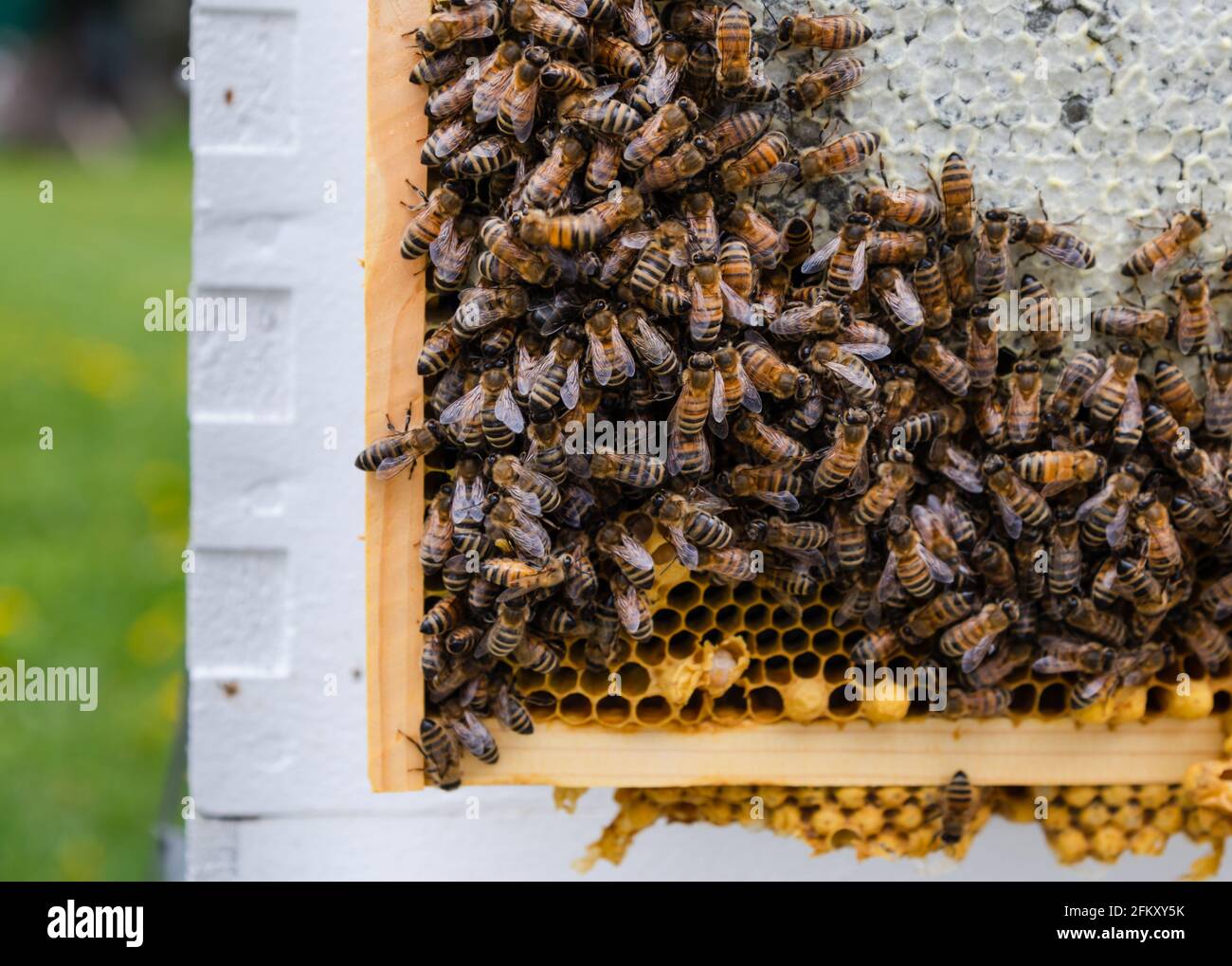 Honey Bees on Honey Frame Stock Photo