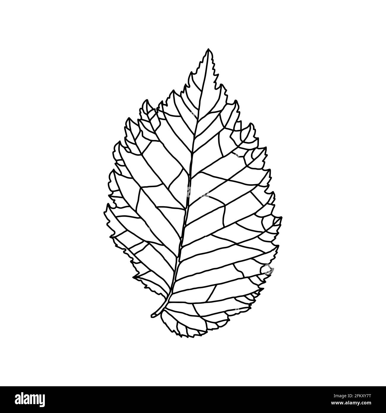 Stylized drawing of leaf of an elm tree with decorative veins isolated on a white background. Vector illustration. Design element for coloring book, c Stock Vector