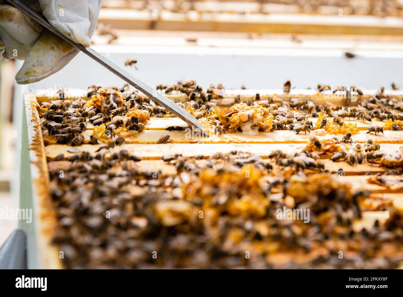 Cleaning off Comb from Honey Bee Frames Stock Photo Alamy