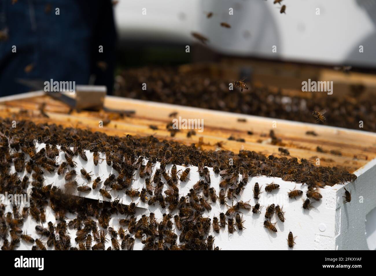 Honey Bees on Side of Open Hive Box Stock Photo