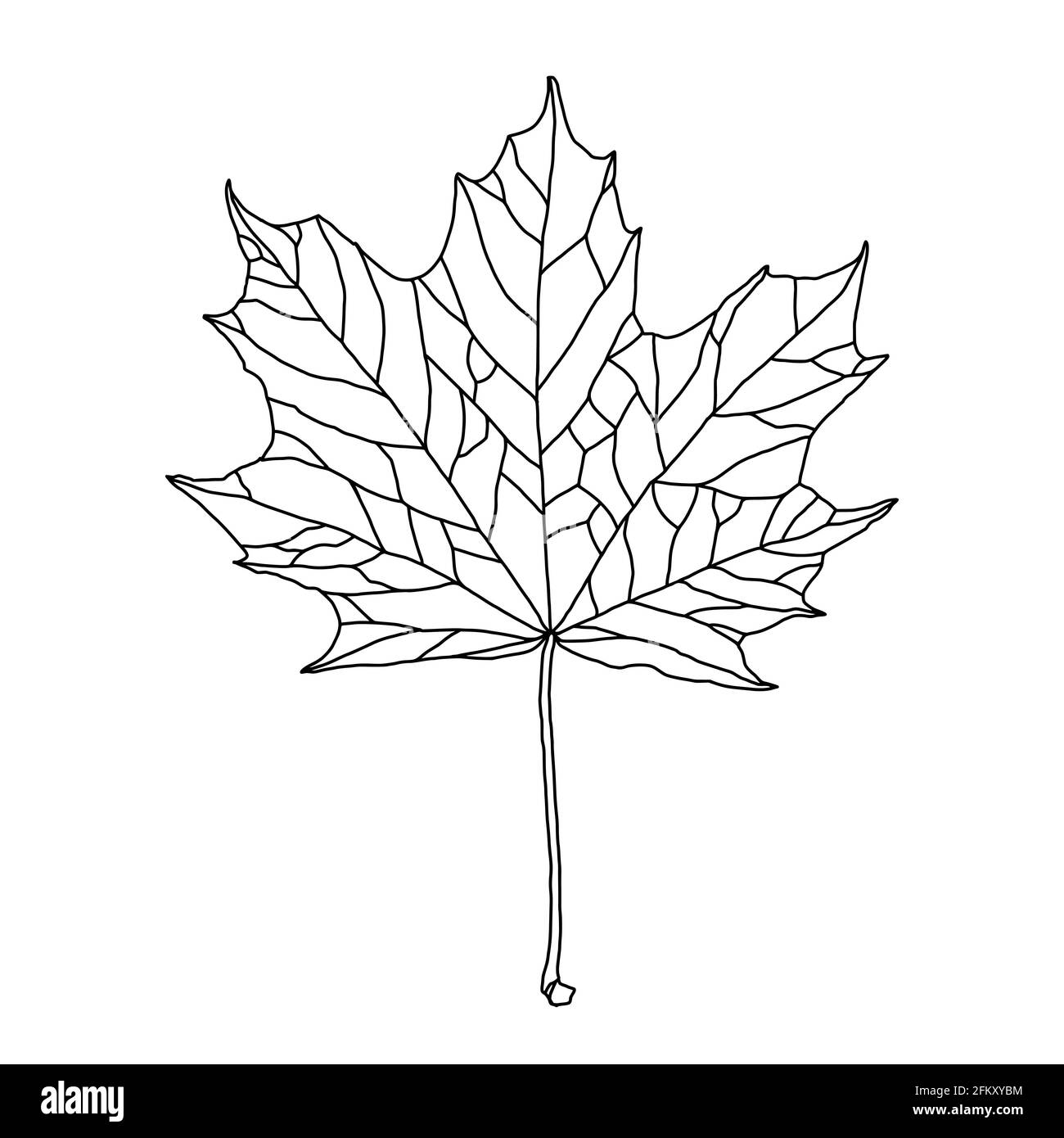 Stylized drawing of maple leaf with decorative veining isolated on white background. Vector art illustration. Design element for coloring book, sticke Stock Vector