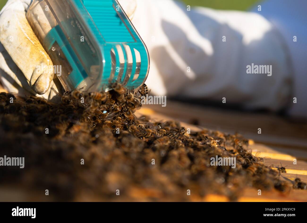 Releasing Queen Honey Bee into Hive Stock Photo