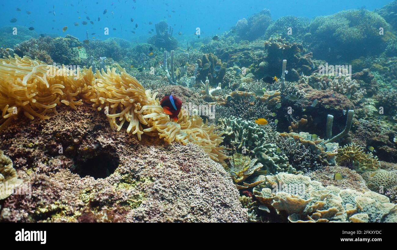 Coral reef and tropical fishes. The underwater world of the Philippines ...